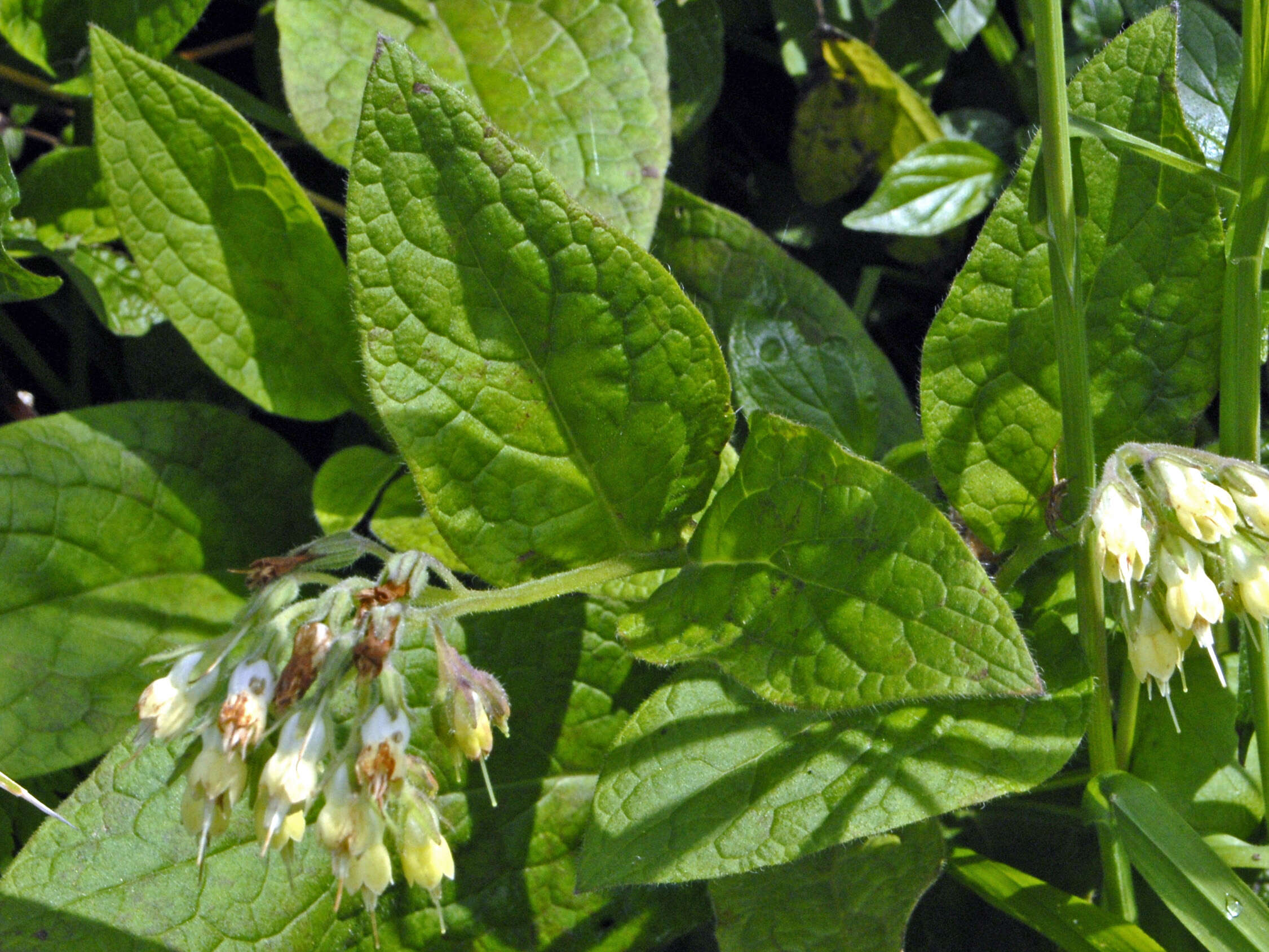 Plancia ëd Symphytum bulbosum C. Schimper