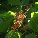 Image of Cissus microcarpa M. Vahl