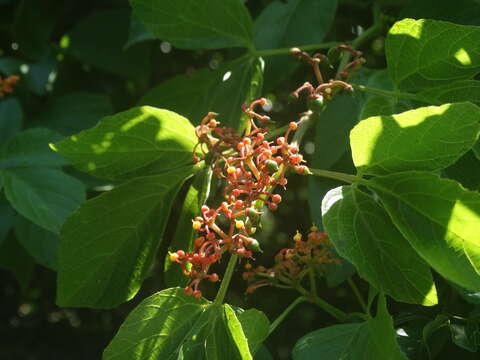 Imagem de Cissus microcarpa M. Vahl