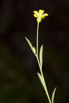 Linum trigynum L. resmi