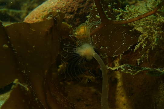 Image of fairy palm hydroid