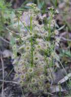 Image de Drosera stolonifera subsp. porrecta (Lehm.) N. Marchant & Lowrie