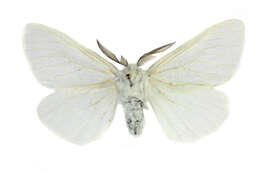 Image of White Satin Moth