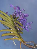 Image of blue orchid
