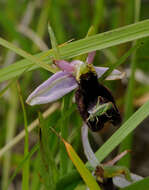 Слика од Ophrys bertolonii Moretti