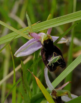 Слика од Ophrys bertolonii Moretti