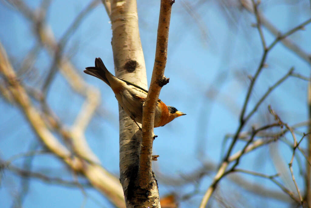 Image of Brambling