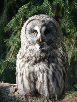 Image of Great Gray Owl