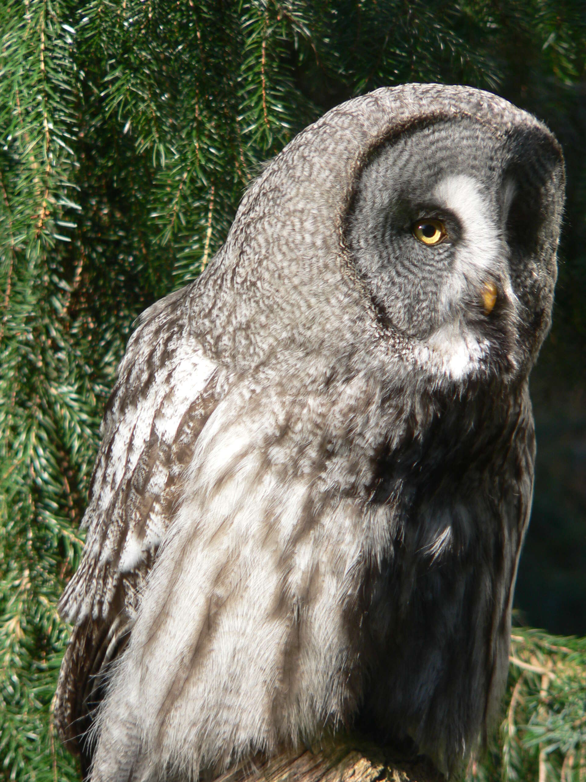 Image of Great Gray Owl