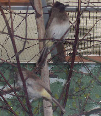 Image of White-eyed Bulbul