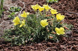 Plancia ëd Oenothera flava (A. Nels.) Garrett