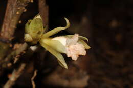 صورة <i>Palmorchis pubescens</i>