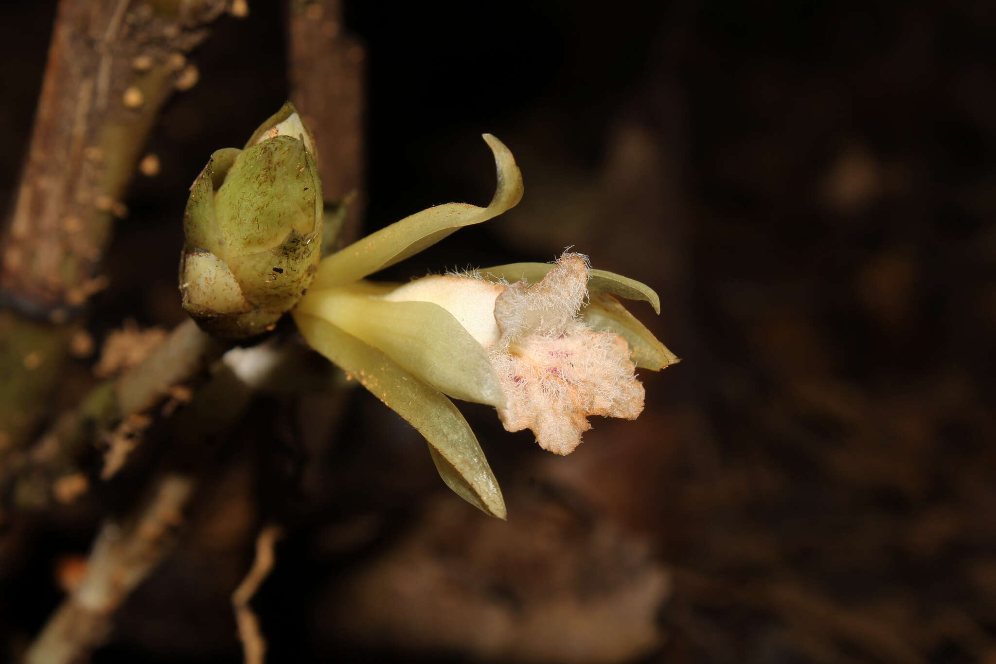 Sivun <i>Palmorchis pubescens</i> kuva