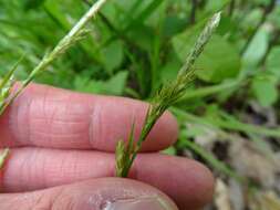 Image of pubescent sedge