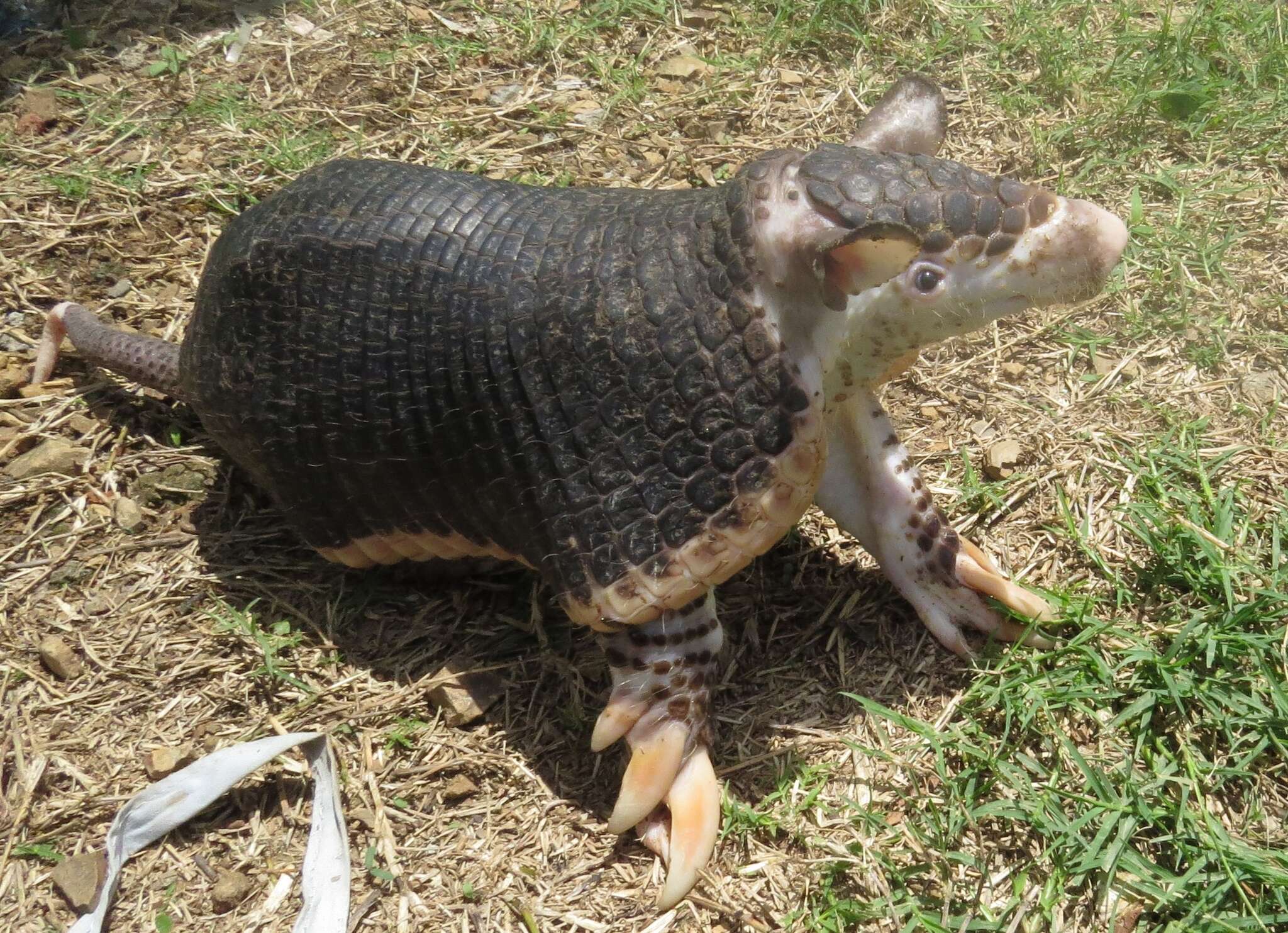 Image of naked-tailed armadillos