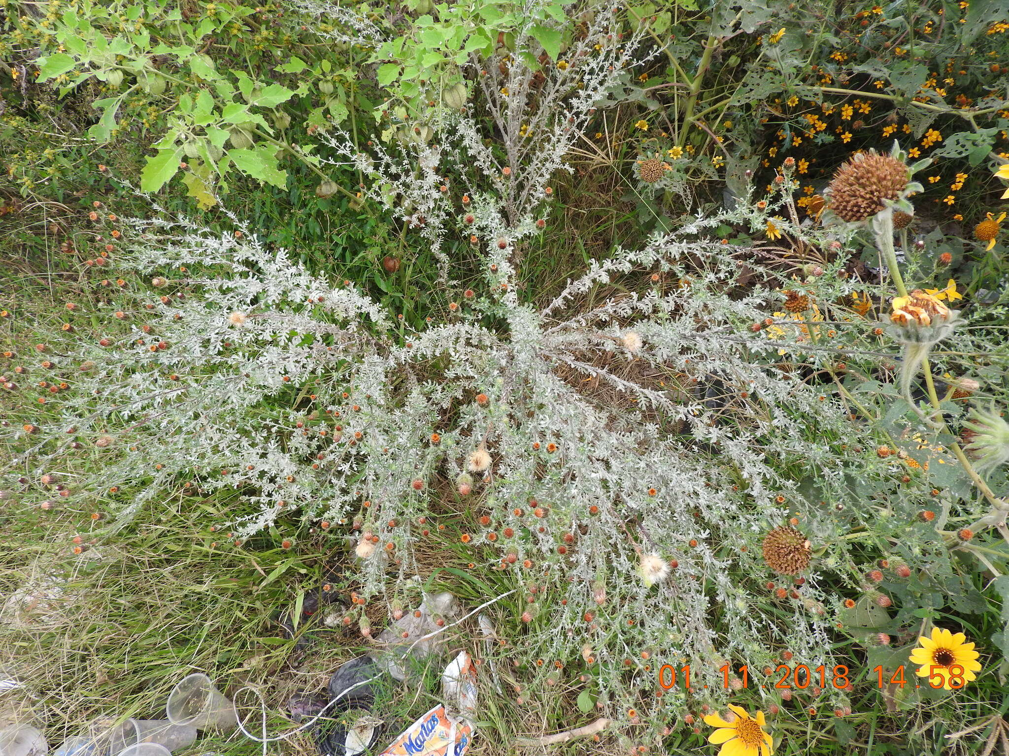 Image of poreleaf dogweed