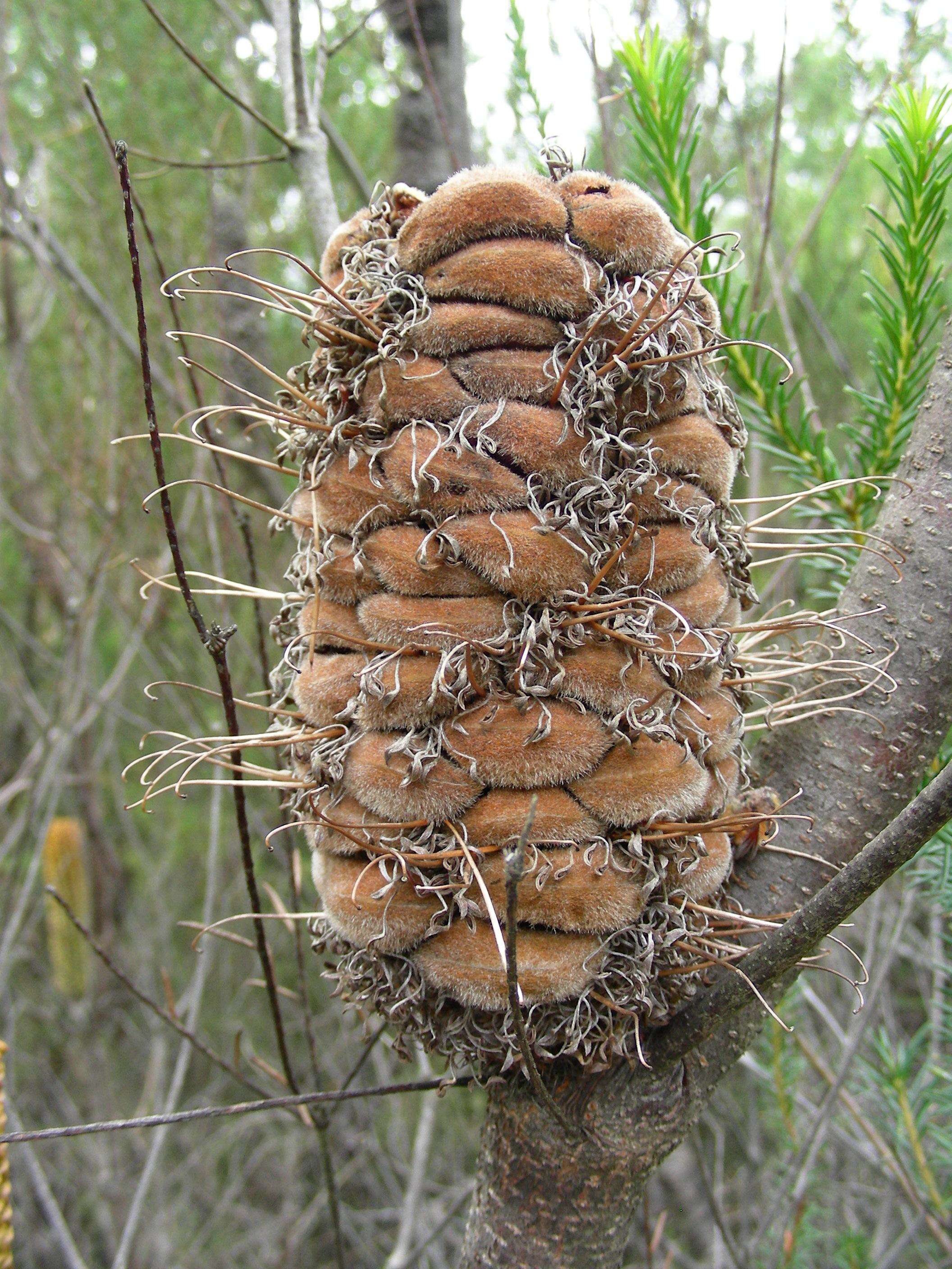 Imagem de Banksia integrifolia L. fil.