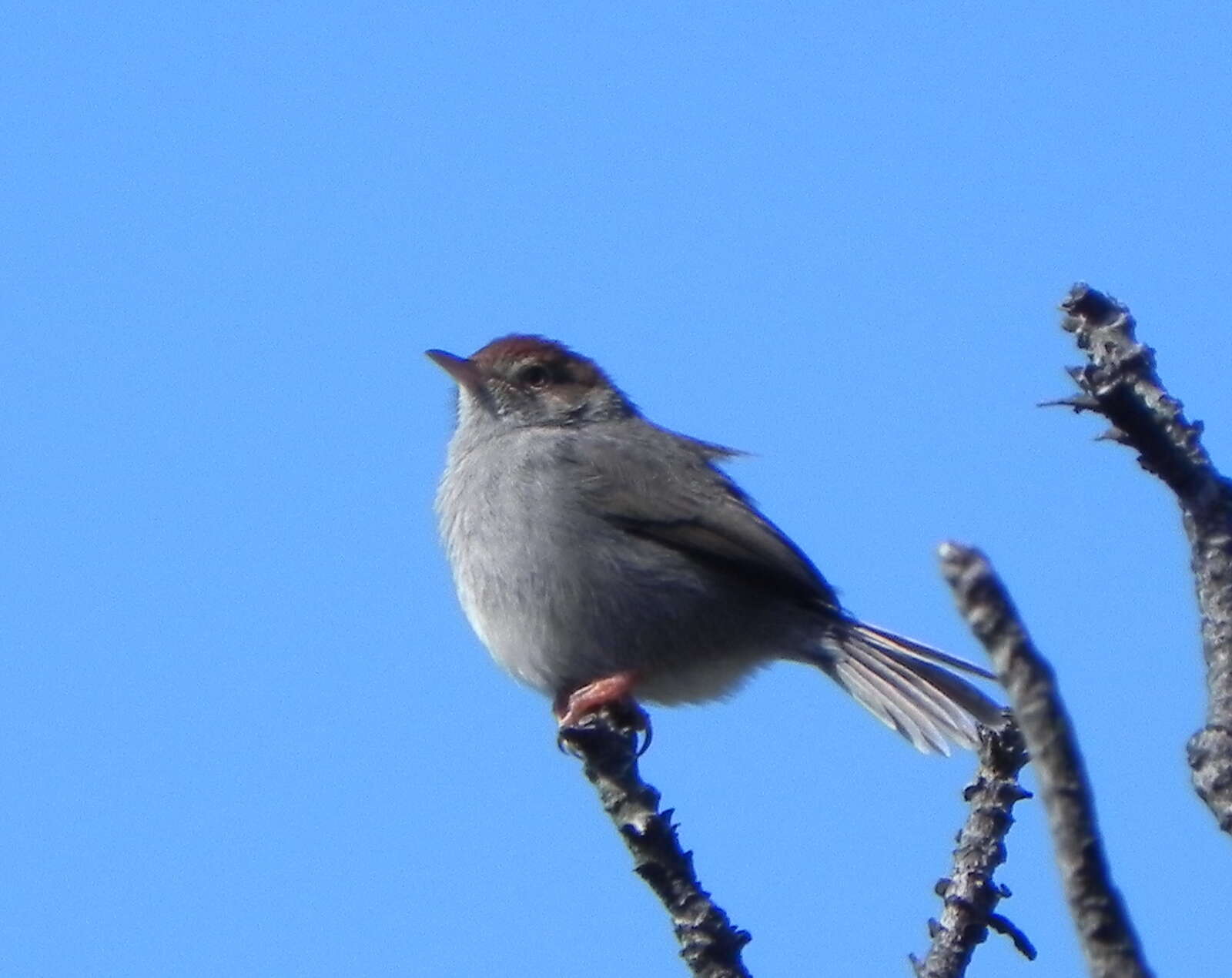 Imagem de Cisticola fulvicapilla silberbauer (Roberts 1919)