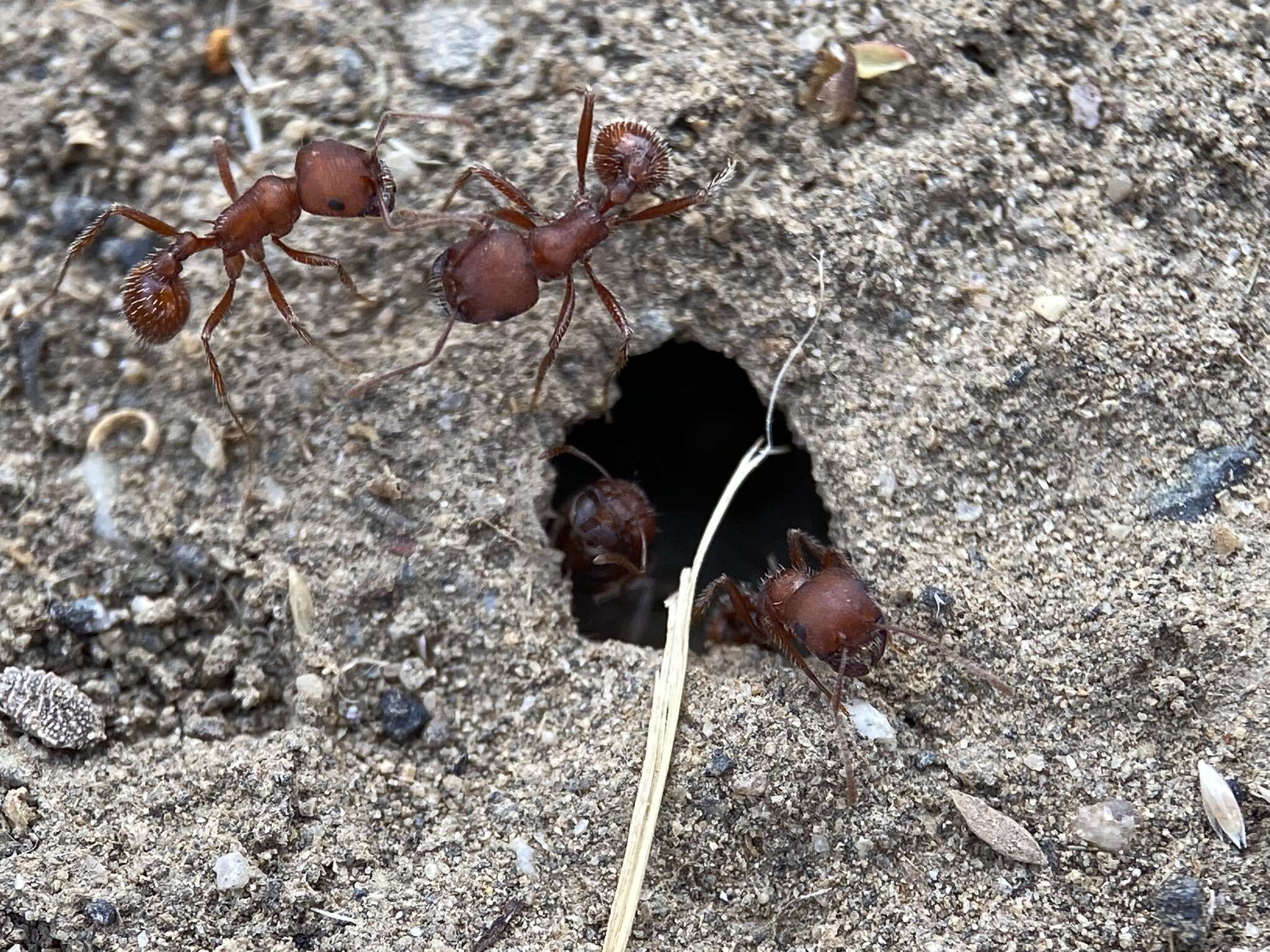 Image of Pogonomyrmex salinus Olsen 1934