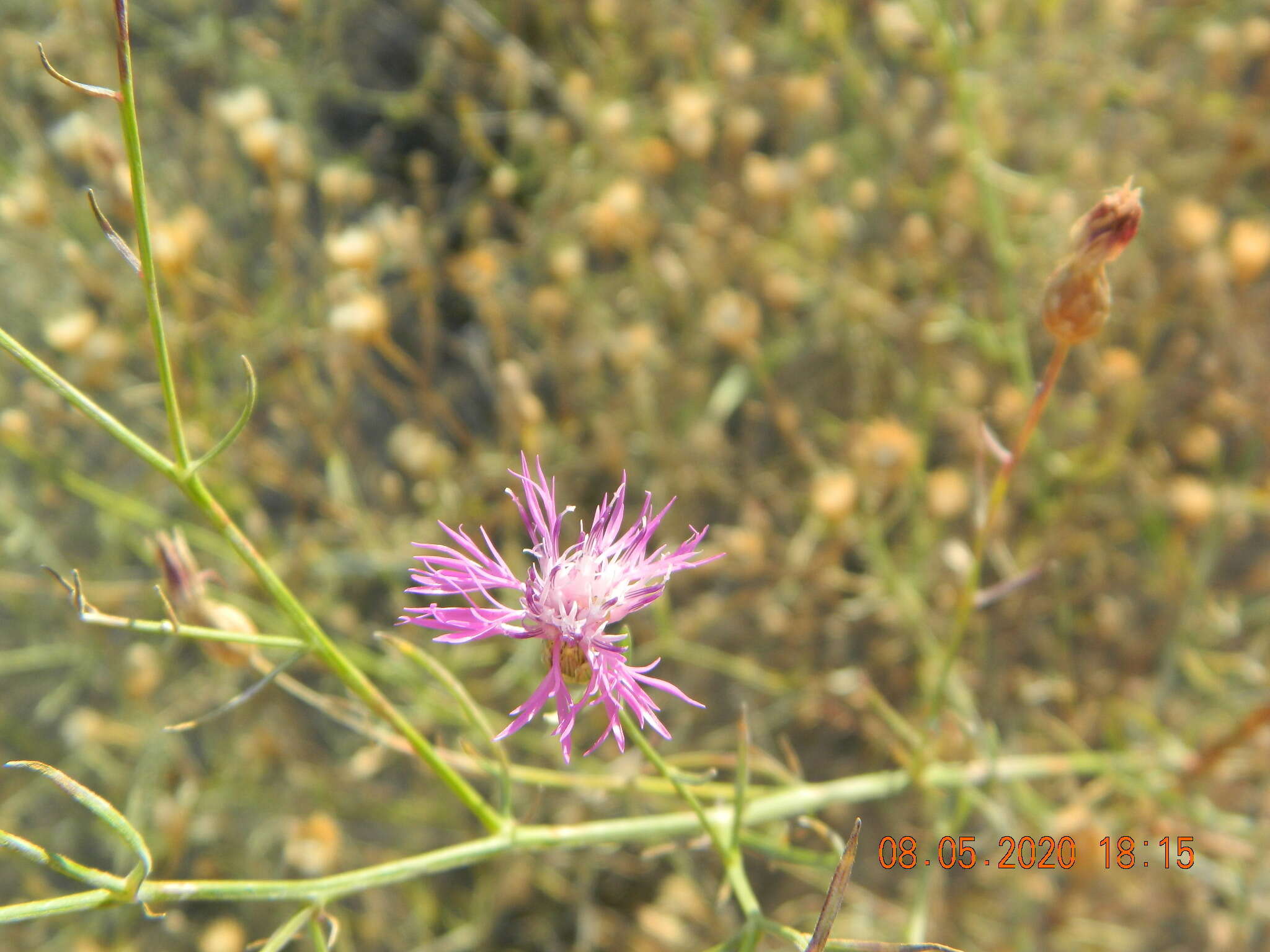 Image of Centaurea odessana Prodan