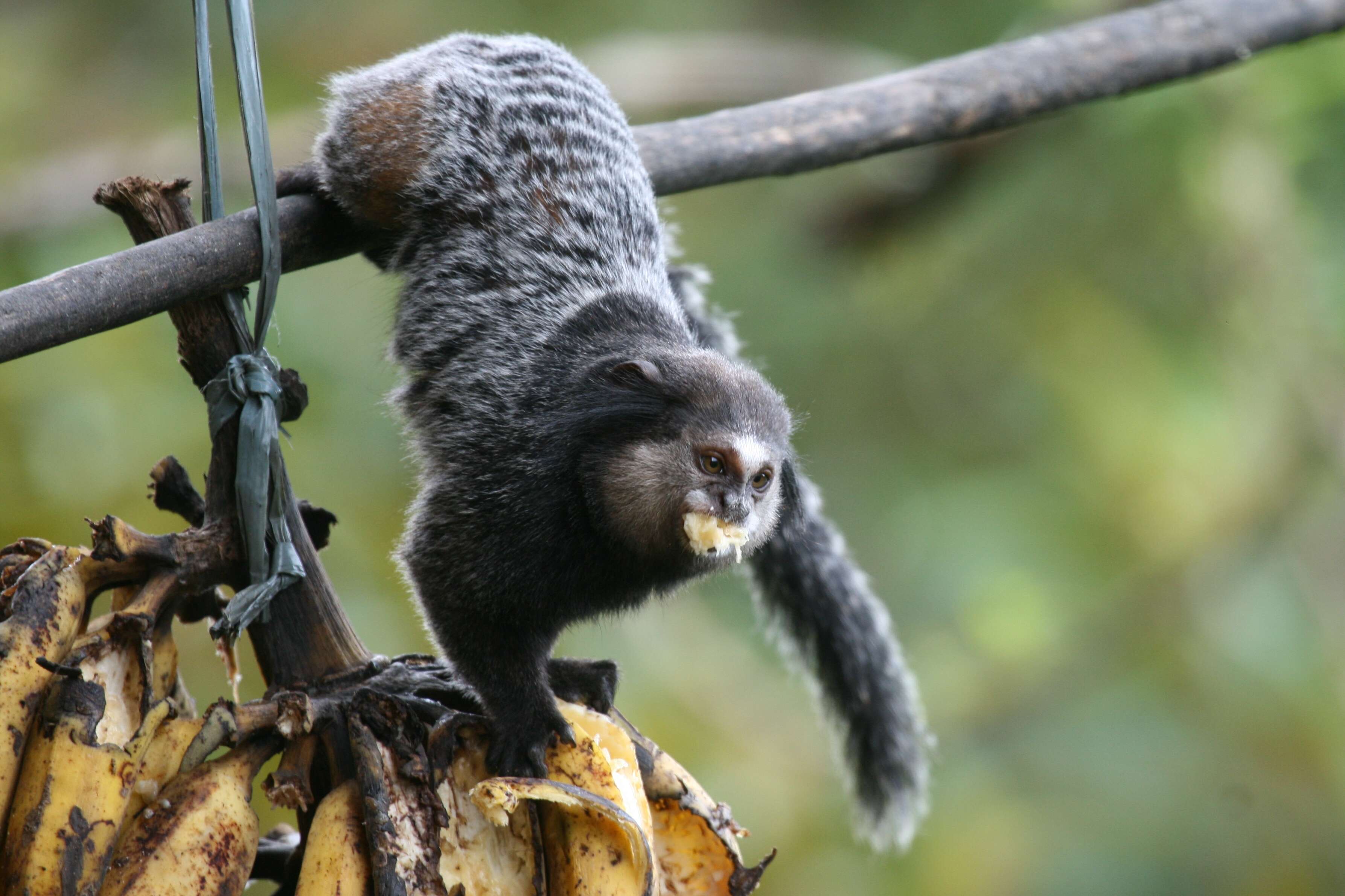 Image of Wied's Black-tufted-ear Marmoset