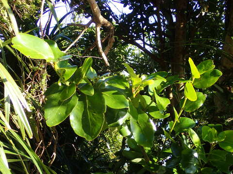 Image of Griselinia lucida (J. R. Forst. & G. Forst.) G. Forst.