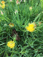 Image of narrow-leaved iceplant