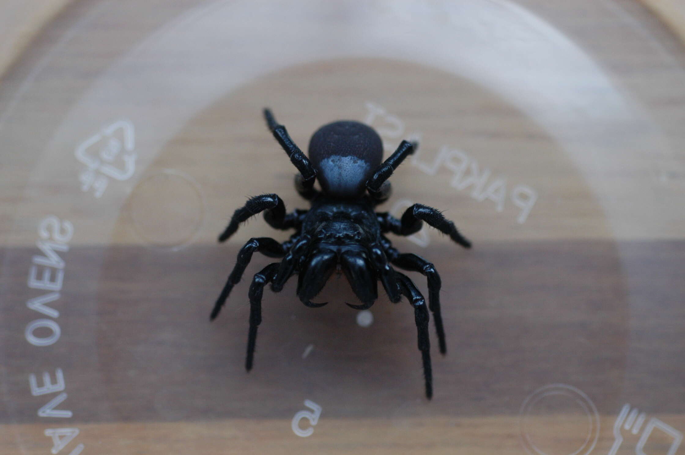 Image of Mouse Spider