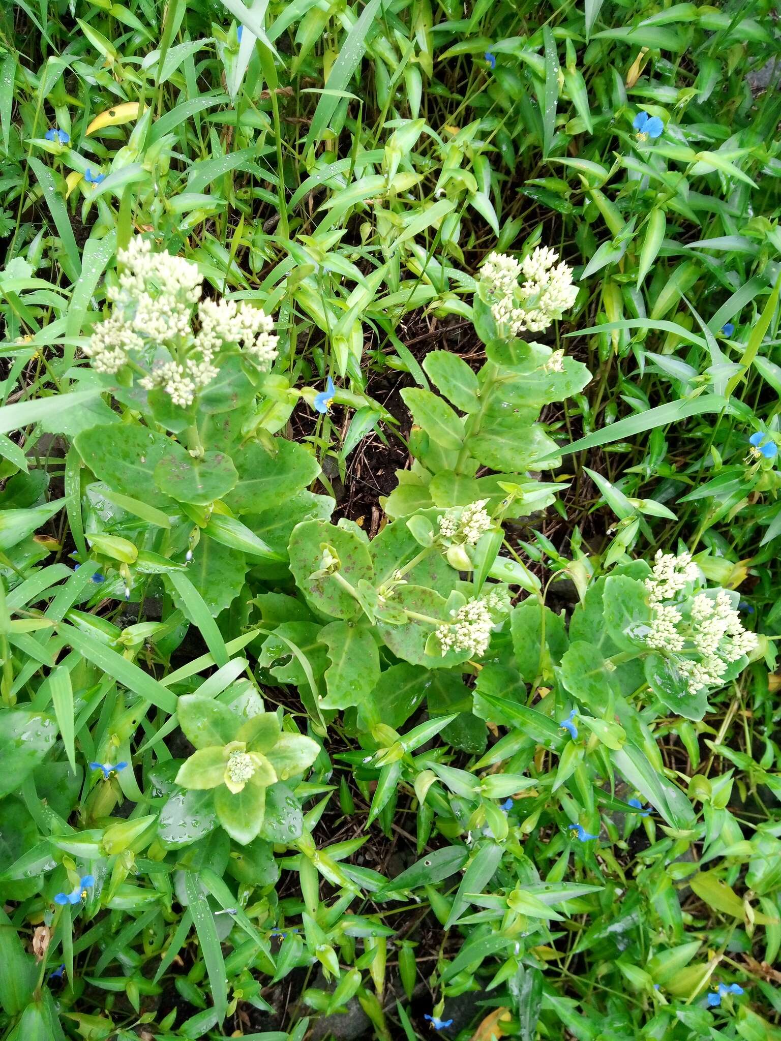 Image of Hylotelephium pallescens (Freyn) H. Ohba