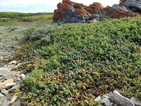 Image of Mesembryanthemum vanrensburgii (L. Bol.) Klak