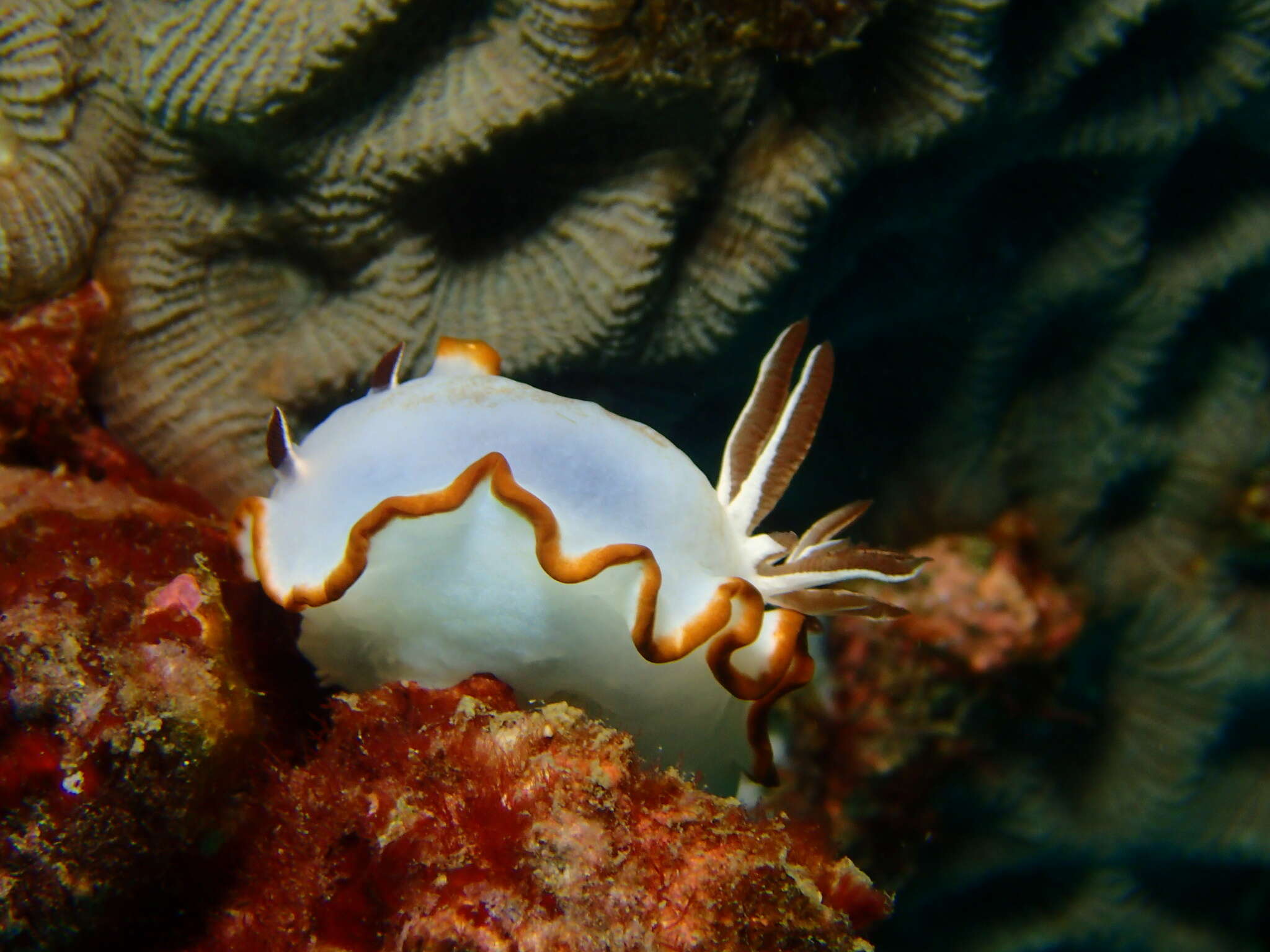 Image of Ardeadoris averni (Rudman 1985)