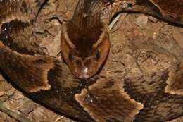 Image of False Fer-de-lance