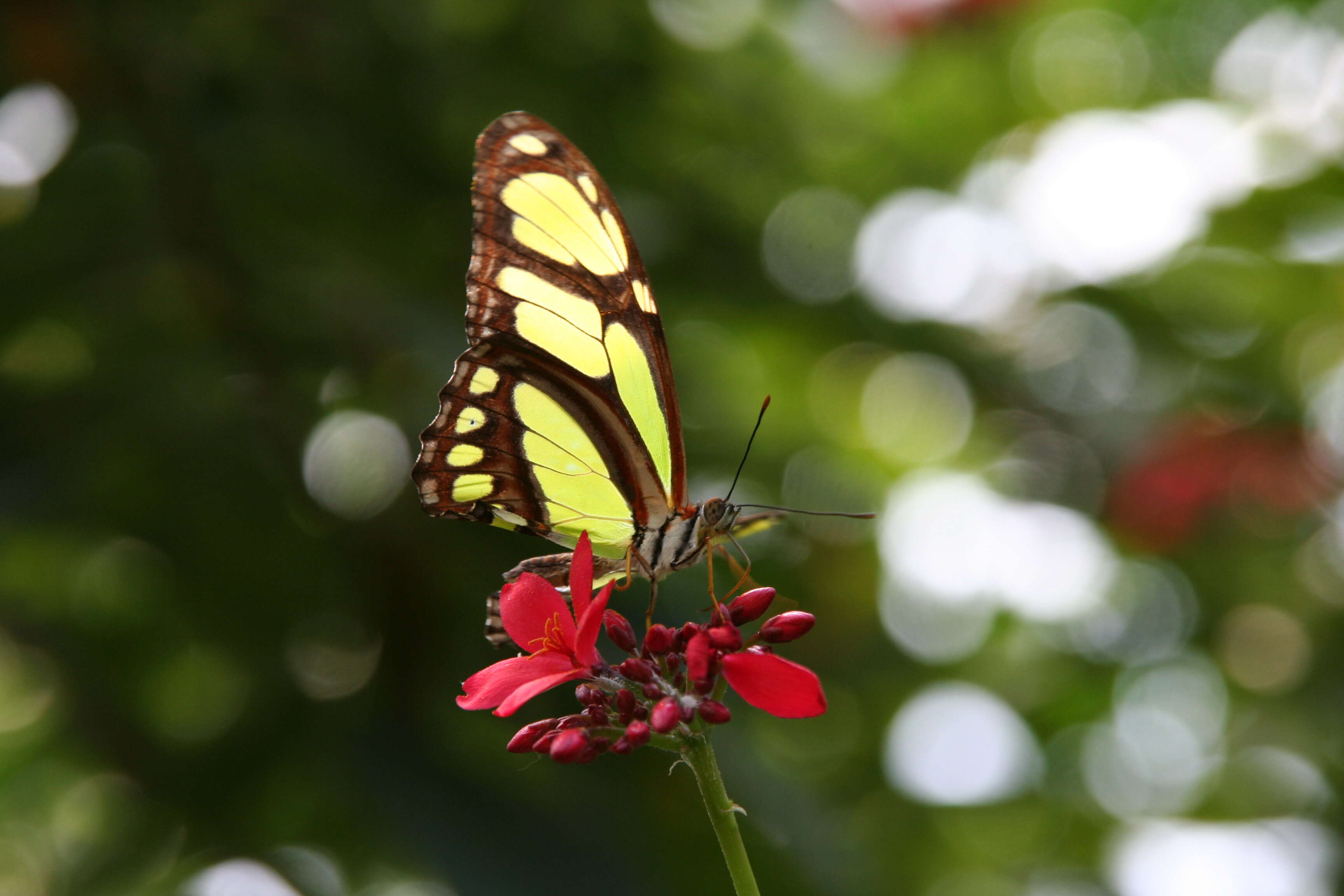 Image of dido longwing