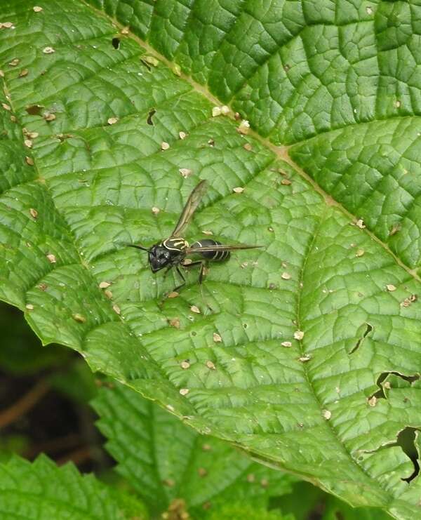 Polybia liliacea (Fabricius 1804)的圖片