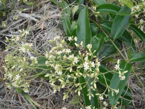 Image of Parsonsia straminea (R. Br.) F. Müll.