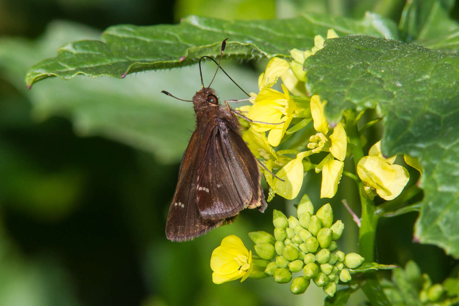 Image of Clouded Skipper