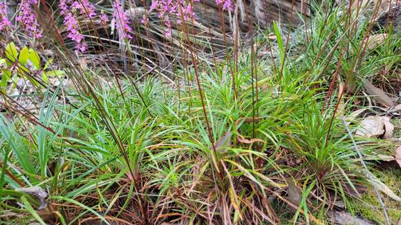 Image de Stylidium productum M. M. Hindmarsh & D. F. Blaxell