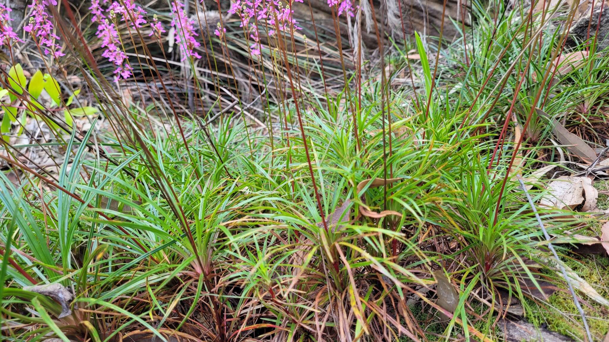 Image de Stylidium productum M. M. Hindmarsh & D. F. Blaxell