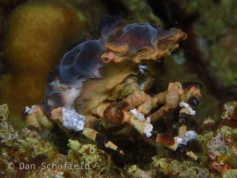 Image of Cyclocoeloma Miers 1880