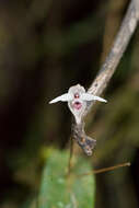 Image of Pleurothallis eumecocaulon Schltr.