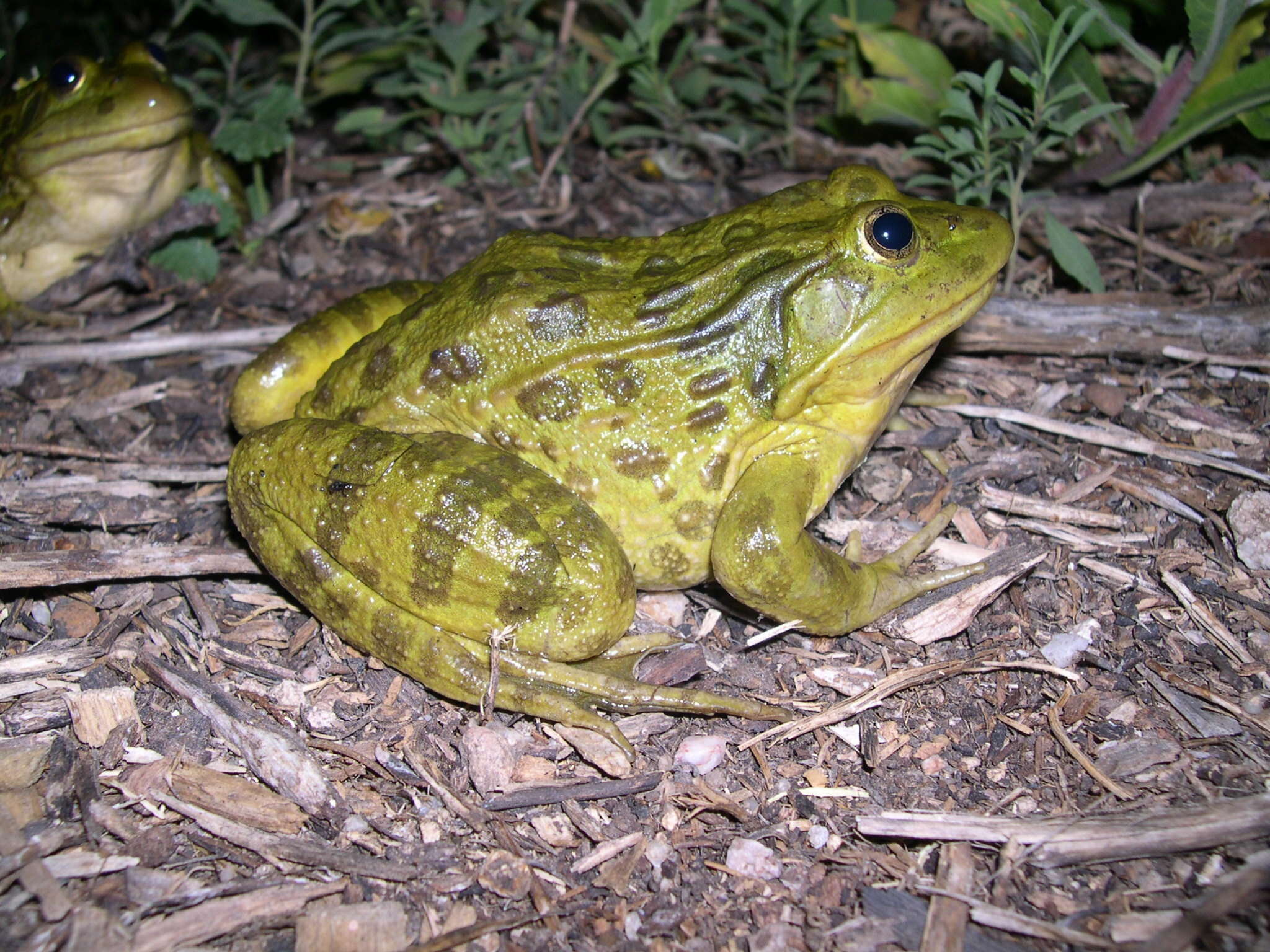 Image of Chiricahua Leopard Frog