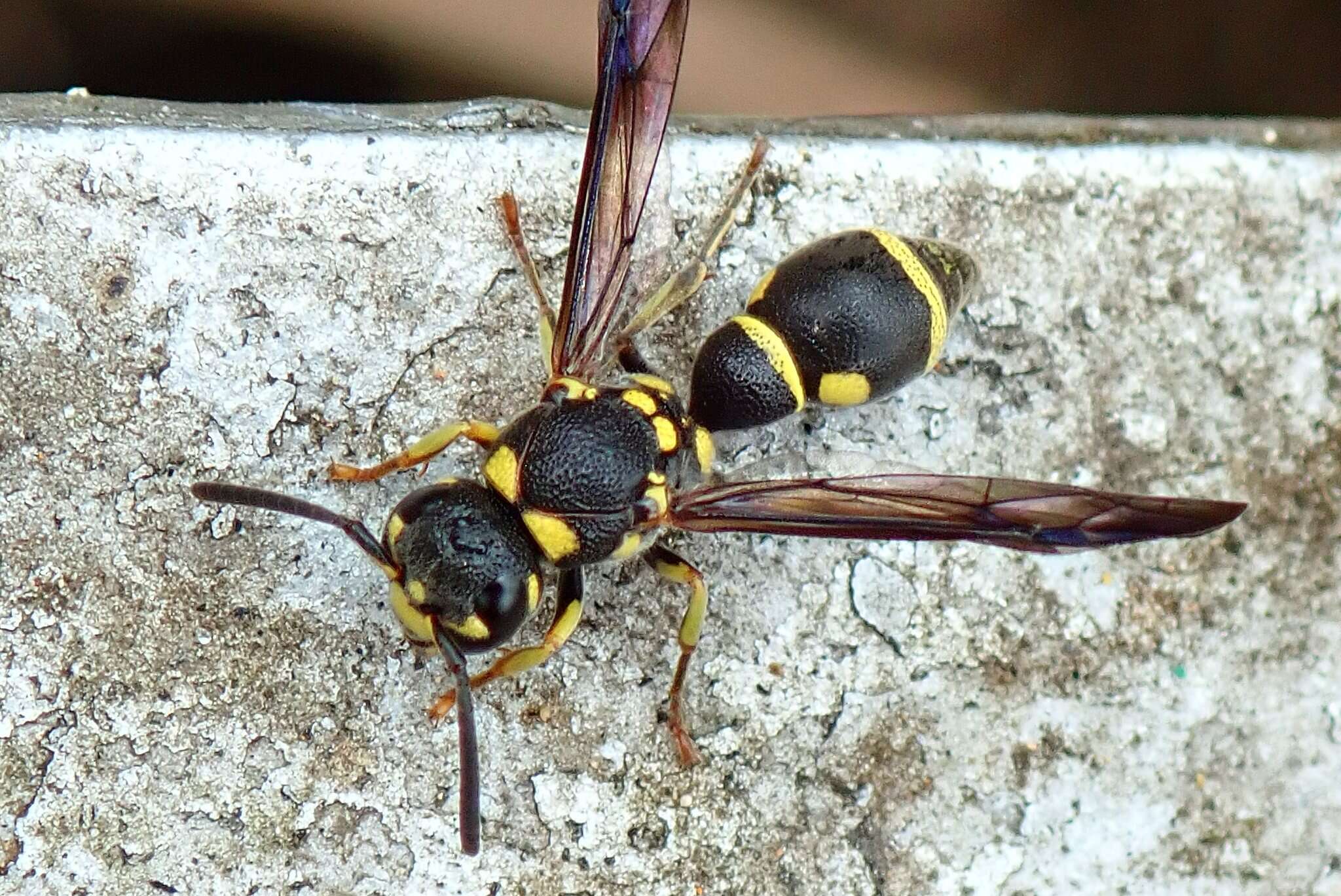 Sivun Apodynerus formosensis (Schulthess 1934) kuva