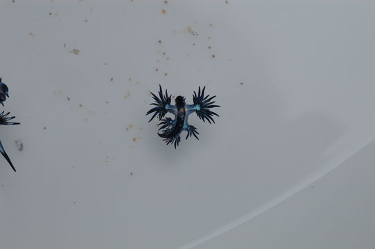 Image of <i>Glaucus marginatus</i> (Reinhardt & Bergh 1864)