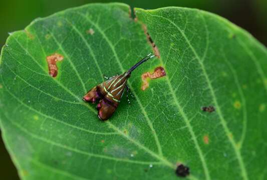 Image of Saptha angustistriata Issiki 1930