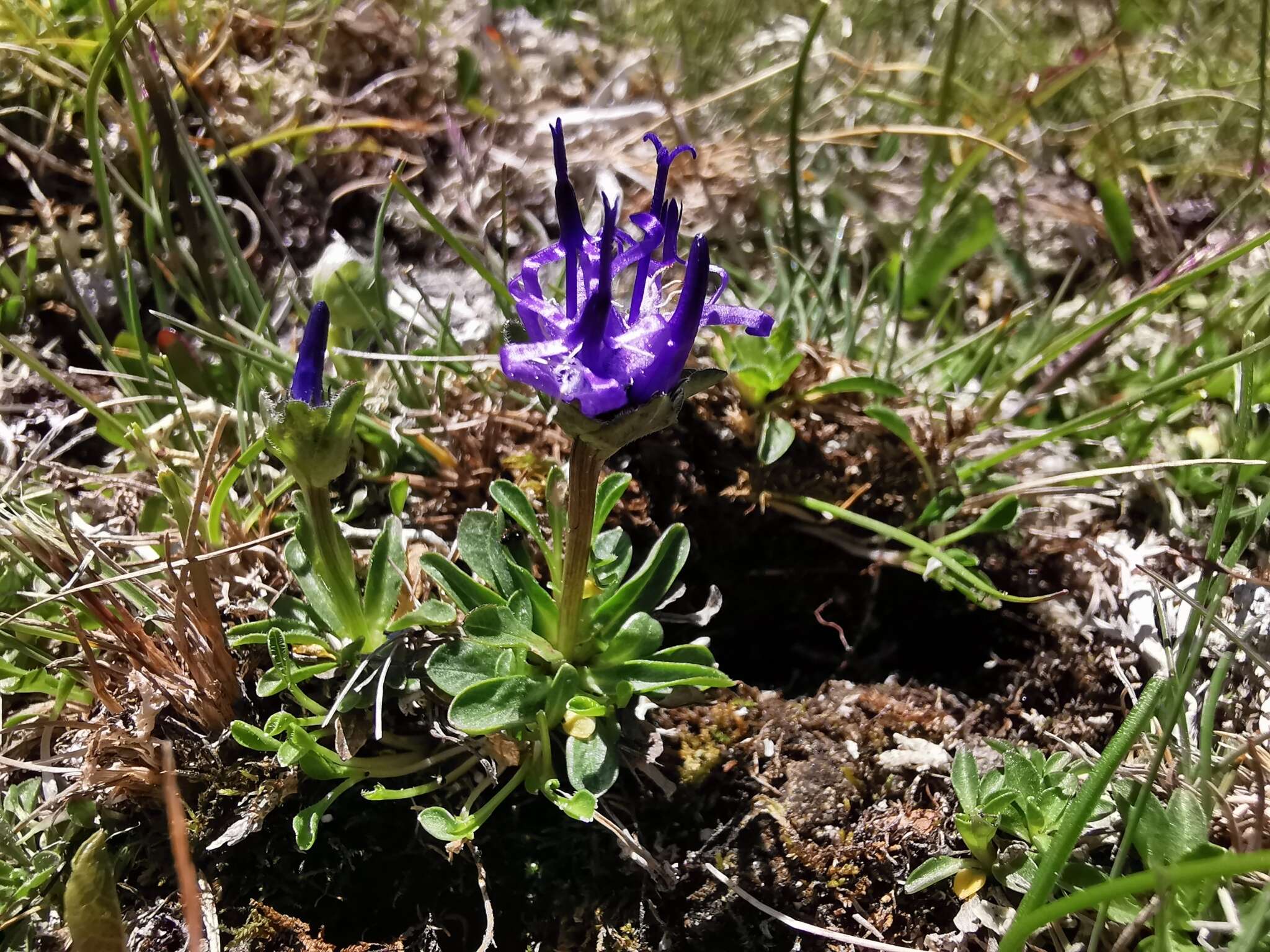 Sivun Phyteuma globulariifolium Sternb. & Hoppe kuva