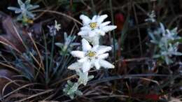 Image of Leontopodium microphyllum Hayata