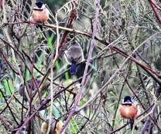 صورة Sporophila torqueola torqueola (Bonaparte 1850)