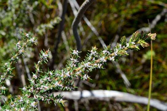 Imagem de Grubbia rosmarinifolia Berg.