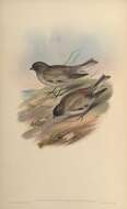 Image of Black-headed Mountain-Finch