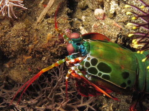 Image of Odontodactylus scyllarus